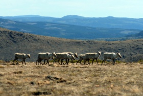 Dans la toundra alpine, sur le mont Albert. © D. Desjardins/Parc national de la Gaspésie.