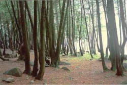 La fameuse «Forêt enchantée»© Parcs Canada.