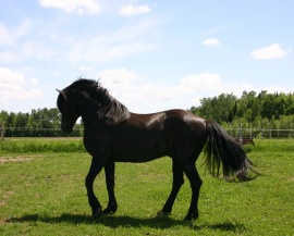 L'étalon Excellence Fablo Dandy présente les caractères propres à la race canadienne. Il est présentement l'étalon vivant ayant le plus grand nombre de descendants. © Élevage Chevaux canadiens Massawippi, North Hatley (Québec).