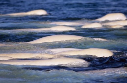A pod of belugas, Parks Canada, W. Lynch