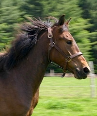 Praline, 2008. © Élevage Chevaux canadiens Massawippi, North Hatley (Québec).