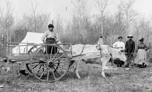 Campement métis, une charette et un boeuf. BAC