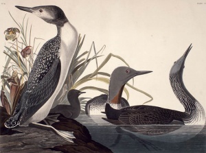 Huards à gorge rousse, peints en 1834 par J.J. Audubon. © BAC, collection Coverdale.