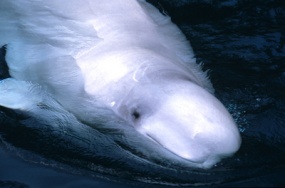 Beluga, Parks Canada, N. Boisvert‎