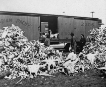 Buffalo bones gathered from the Prairies. BAC