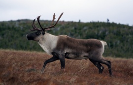 Caribou de la Gaspésie sur le mont Albert. © M. L'Italien/Parc national de la Gaspésie.