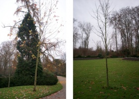 L'érable à sucre de Jean Chrétien et le bouleau jaune de Clément Duhaime au jardin du Roi, Versailles, novembre 2007