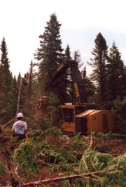 Aménagement forestier, secteur de la rivière Jupiter, 2001. © Geneviève Brisson