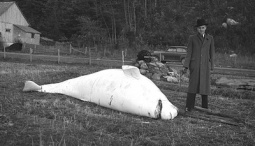 A slaughtered beluga at Sainte-Anne-de-la-Pocatière, © BAnQ 