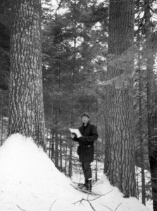 The white pine, a giant of northeastern North American forests