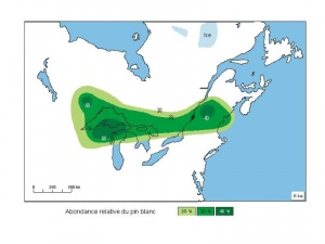 Abondance relative du pin blanc il y a 6000 ans