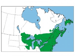 Area of distribution of the white pine in Canada.