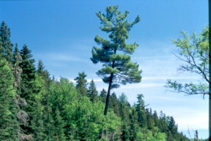 Les coupes forestières ont grandement transformé la structure des peuplements de pin