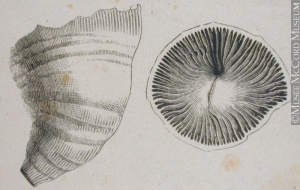 An etching of a fossil.