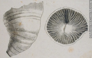 Gravure d'un fossile