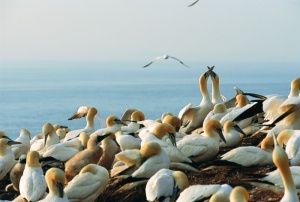 Northern gannets