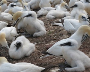 Gannet hatchlings