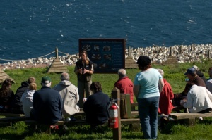 Educational activity on the gannet colony