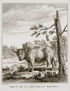  The [New France Ox] or Boeuf Illinois [Illinois Ox]. In Father Potier's time, the terms were used to refer to a European ox that had been raised in the Illinois Country.  Later the terms also came to refer to the American Bison.
