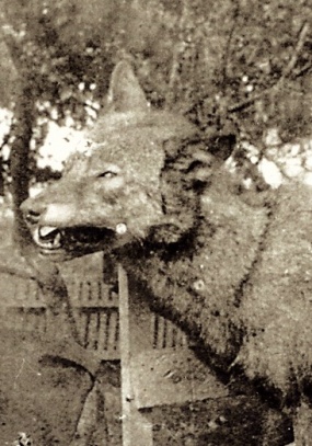 Le loup de Lafontaine, détail d