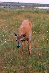The Anticosti (or white-tailed) deer, Pointe-Nord, 2002, © Geneviève Brisson