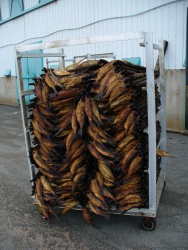 Smoked herring ready for packing