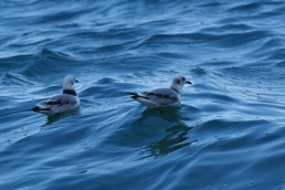 Black Guillemot at Forillon National Park