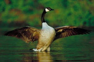 Canada goose