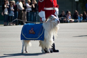 Batisse, la mascotte du régiment