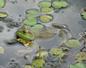 Bullfrog