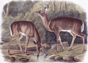 Diverses viandes peuvent entrer dans la composition des tourtes. Quoique non obligatoire, le gibier (dont le cerf) est parfois recommandé dans certaines versions de la tourtière du Lac-Saint-Jean. Cerfs de Virginie par J.W. Audubon, 1848. © BAC, collection Coverdale.