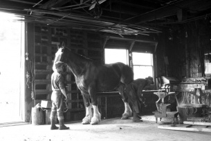Ferrage d'un cheval de labour canadien, 1927