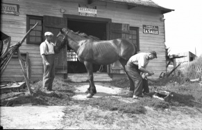 A blacksmith removing a horseshoe in Saint-Fidèle, Quebec, 1942
