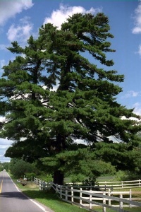 Eastern white pine, © Jacques Myette, Arbonet, 1997