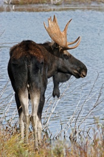 A moose