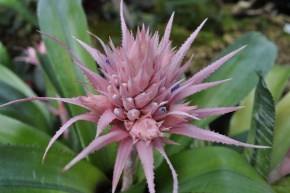 Aechmea