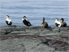 Common eiders