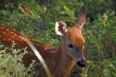 Jeune cerf de Virginie dans le parc du Bic