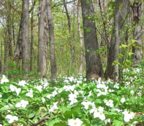 Trilliums in Summit Park, 2008