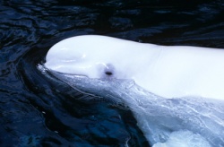 The Beluga, Parks Canada, N. Boisvert