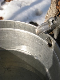 Chaudière pour l'eau d'érable