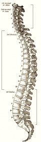 Colonne vertebrale, 1918