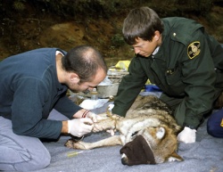 Les équipes de gardes naturalistes en action : intervention sur le loup de l'Est. © Parcs Canada/J. Pleau.