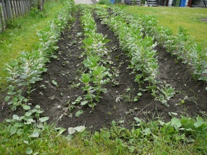 Champs de gourganes à la Malbaie, 2010