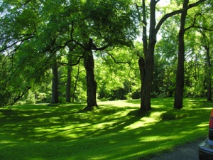 Hundred-year-old black walnut trees.