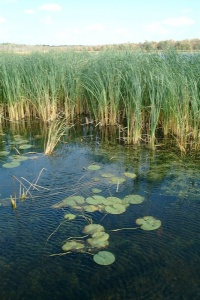 Marais de la Grande-Baie