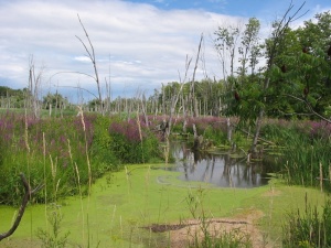 Heron nesting grounds at Grande-Baie