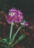 Primula laurentiana