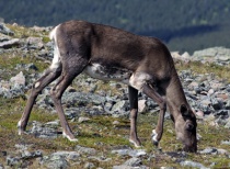   “The one who paws the earth in search of food,” © C. Isabel/ Parc nationale de la Gaspésie 