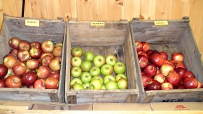 Variétés de pommes disponibles au verger des cisterciens